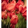 DIMEX fototapeta Červené tulipány MS-3-0128 - 225 x 250 cm (150g VLIES - LEPIDLO ZADARMO)