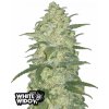 Fast Buds Semená kanabisu White Widow Auto 1 pcs