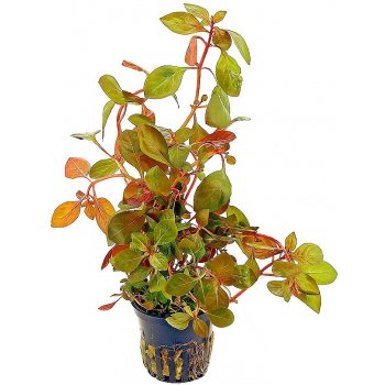 Ludwigia repens