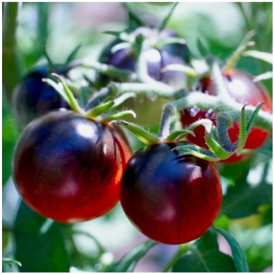 Paradajka čierna Cherry - Solanum lycopersicum - semená paradajky - 6 ks od  1,69 € - Heureka.sk