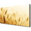 Obraz Canvas Pšenica rastlina príroda 100x50 cm