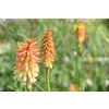 Kniphofia uvaria ´ Flamenco´ Clt.1,5
