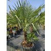 Trachycarpus fortunei dvojkmeň v celkovej výške 220 cm