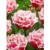 Tulipán 'Queensland' 5 ks