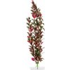 JK Animals Red Ludwigia 38-43 cm