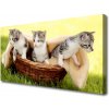 Obraz Canvas Mačky zvieratá 100x50 cm