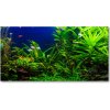 Foto obraz sklenený horizontálny Ryby v akvárium 100x50 cm