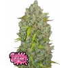 Fast Buds Semená kanabisu BubbleGum Auto 3 pcs