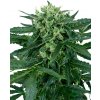 Sensi Seeds Cannabis Seeds Sensi Amnesia Automatic Feminizované, 3-10 ks 10 ks