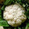 BIO Karfiol neskorý Tabiro - Brassica oleracea - bio semená - 20 ks