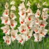 Gladiolus Ajax