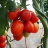 Paradajka Sonet F1 - Solanum lycopersicum - semená - 20 ks