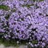 Flox šidlolistý ´Emerald Cushion Blue´