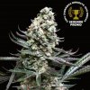 Absolute Cannabis Seeds - Nordés 25 ks - semená neobsahujú THC