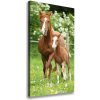Vertikálny foto obraz na plátne Kobyla a žriebä 50x100 cm