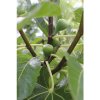 Figovník BIO FloraSelf Bio Ficus carica 'Gustissimo Perretta' kvetináč 13 cm skoro dozrievajúci, samosprašný