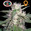Big Buddha Seeds - Cheese Dawg 5 ks - Semienka neobsahujú THC