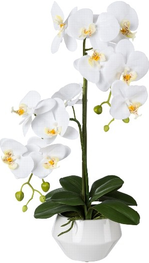 Orchidea biela v kvetináči, 52cm