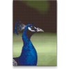Vymalujsisam.sk Diamantovanie podľa čísiel - Pávica Veľkosť: 40x60cm, Rám: Bez rámu, iba zrolované plátno, Diamanty: Okrúhle