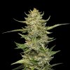Seedsman Sour Diesel Auto semena neobsahuji THC 10 ks