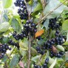 Jarabina čierna - Aronia prunifolia ´Viking´- 20/30cm
