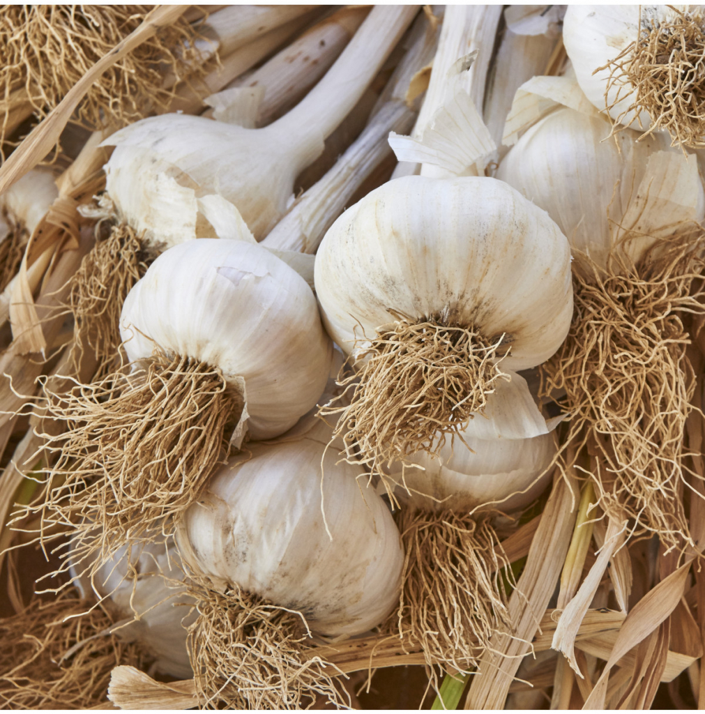 Sadbový Cesnak Messidrome - Allium sativum - nepaličiak - predaj cibulí cesnaku - 1 balenie