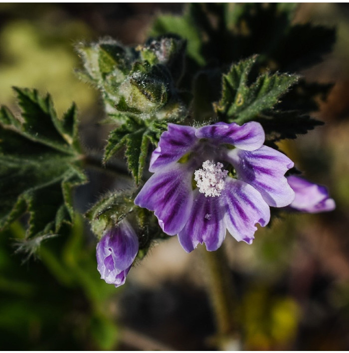 Slez lesný - Malva sylvestris - semená slezu - 10 ks