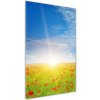 Vertikálny foto obraz sklenený Pole makov 50x100 cm