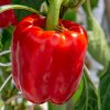 Paprika Beluga Red F1 - Capsicum annuum - semená papriky - 5 ks