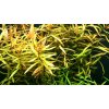 Ammania gracilis green (IN-VITRO Ø 7 cm)