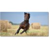 Foto obraz sklo tvrzené Kôň v cvale 100x50 cm