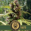 Blimburn Seeds Semená kanabisu Mamba Negra Auto 6 ks