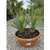 Yucca rostrata dvojkmeň vo výške 55 cm