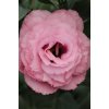LISIANTHUS, k rezu DOUBLE, ABC 3 ROSE, 1000 semien