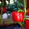 BIO Paprika Bellpepper červená - Capsicum annuum - predaj bio semien - 6 ks