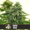 Blimburn Seeds Cannabis Seeds Hippo High Feminizované 6 ks