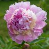 Pivónia Angel Cheeks - Paeonia - predaj cibuľovín - 1 ks