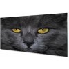 Sklenený obraz Čierna mačka 100x50 cm