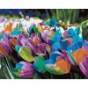 zuty Zuty - Maľovanie Podľa Čísel - Dúhové Tulipány, 40X50 Cm, Plátno+Rám (8596530106371)