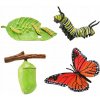 Safari Ltd Životný cyklus Motýľ