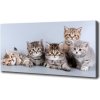 Foto obraz na plátne Päť mačiek 100x50 cm