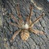 Phormingochilus sp. Rufus sv.4/5