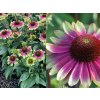 Echinacea purpurová Sweet Sandia