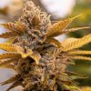 High Speed Buds - Alien Candy Kush Fast 3 ks - Semená neobsahujú THC