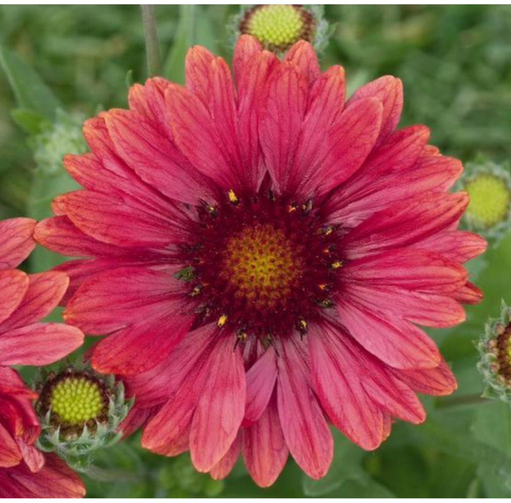 Kokarda Arizona Red Shades - Gaillardia aristata - semienka kokardy - 10 ks