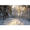 Plagát, Obraz - Narrow snowy forest road on a sunny winter day, Schon, 40 × 26.7 cm