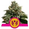 Royal Queen seeds Legendary Punch neobsahují THC 3 ks