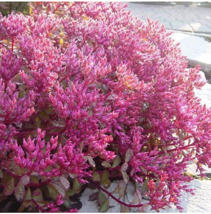 Rozchodník pochybný Voodoo - Sedum spúrium - semená rozchodníka - 50 ks