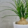 Nolina Recurvata Slonia noha