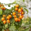 Paradajka Evita Compact F1 Orange - Solanum lycopersicum - semená - 6 ks